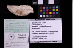 Foto (Objekt + Etiketten) von Culmenformosa sp. (NHMW-GEO-1990-0041-0479)